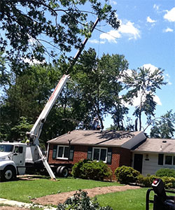 Tree Services